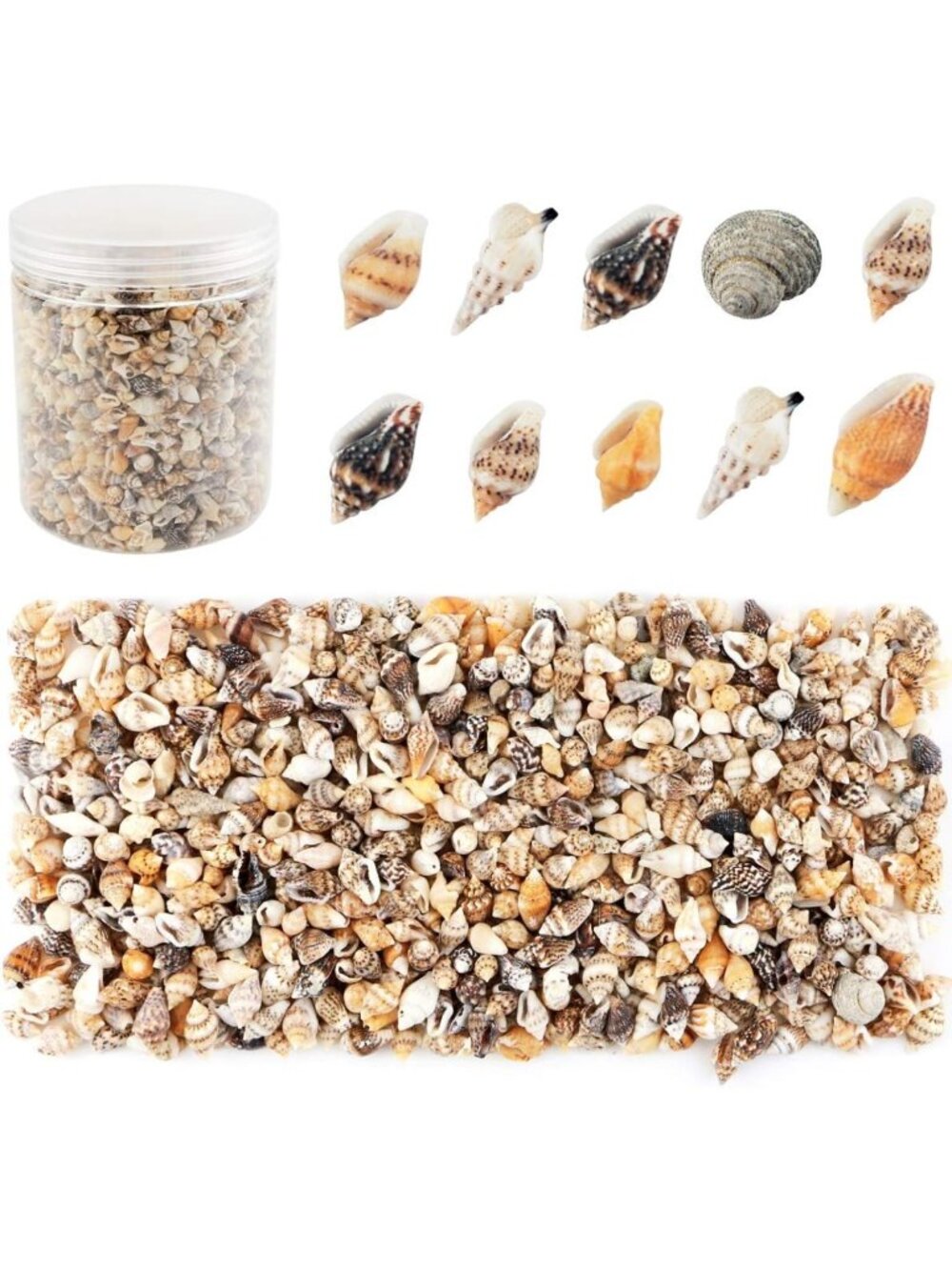 2000 Pcs Mini Seashells for Crafting, Ocean-Themed Decor, Beach Shell Collection